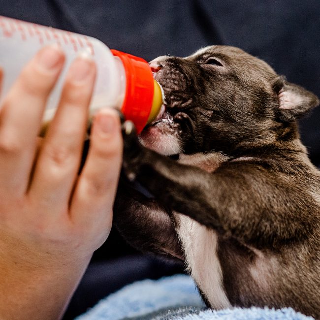 Together for animals, feeding puppy