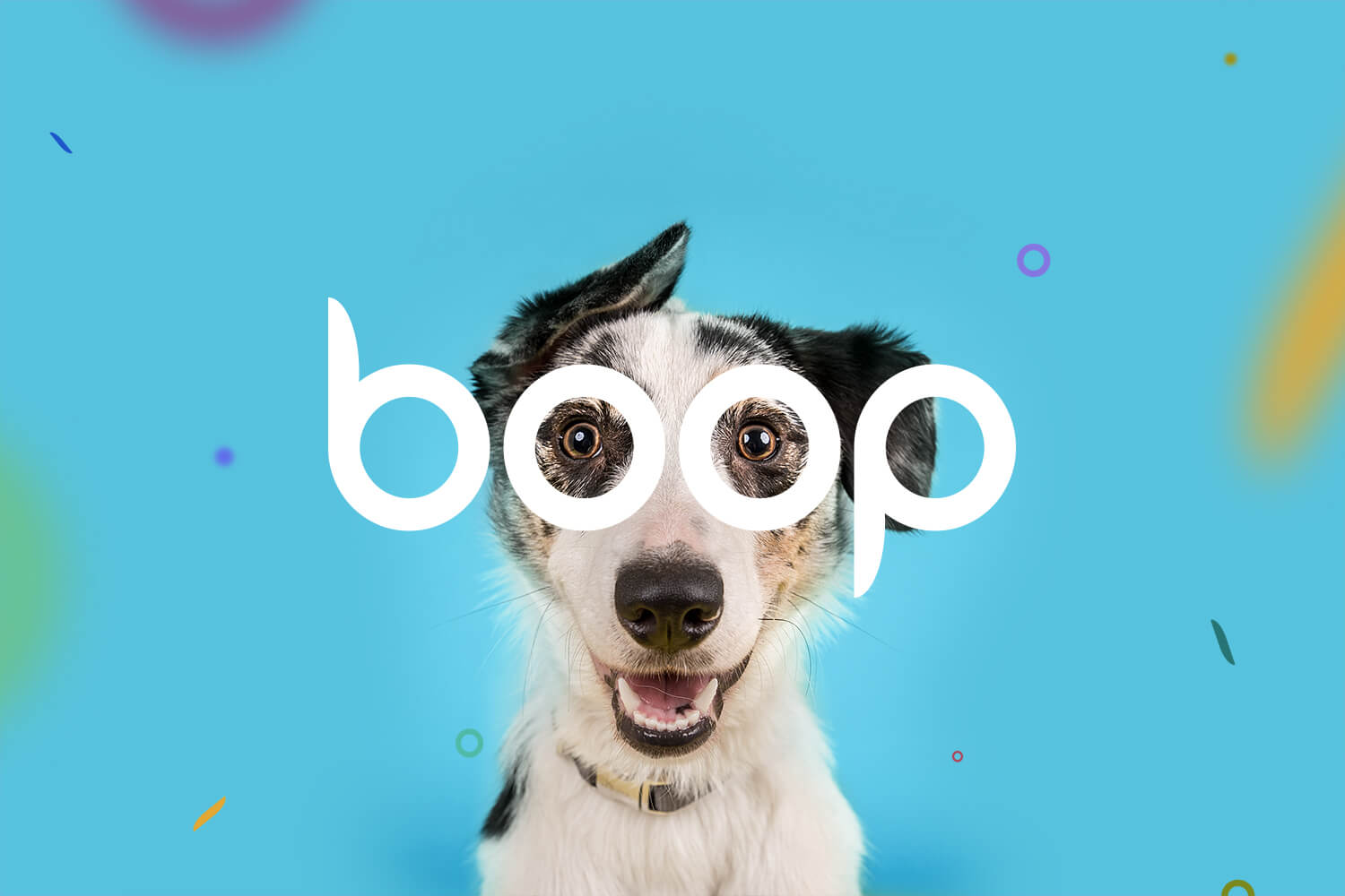 reddit dog boop